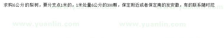求購1米量6公分梨樹