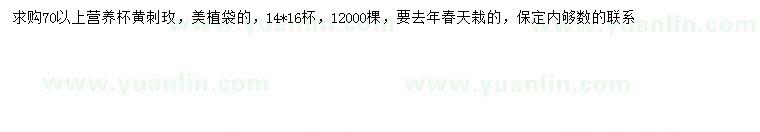 求購70公分以上黃刺玫