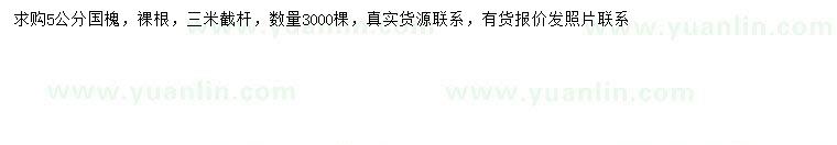 求購5公分國槐