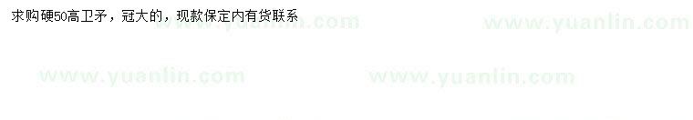 求購高50公分衛(wèi)矛