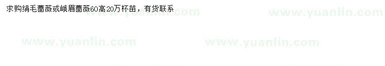 求購高60公分絹毛薔薇、峨眉薔薇