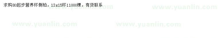 求購80公分以上側(cè)柏