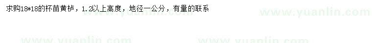 求購高1.2米以上黃櫨
