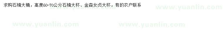 求購高60-70公分石楠、金森女貞
