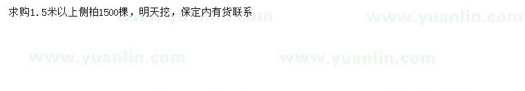 求購1.5米以上側柏