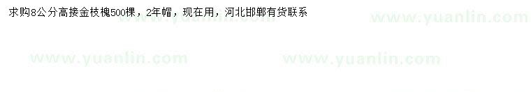 求購8公分高接金枝槐