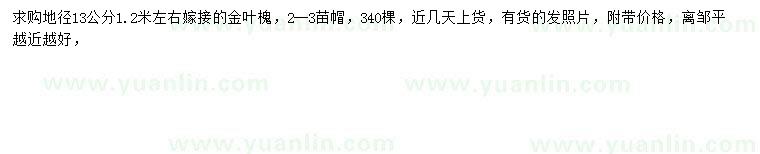 求購(gòu)地徑13公分金葉槐
