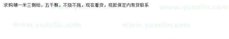 求購1.3米側(cè)柏
