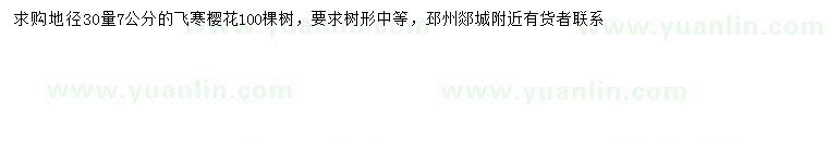 求購30量7公分飛寒櫻