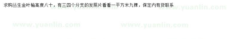 求購高80公分叢生金葉榆