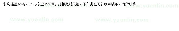 求購高60公分連翹