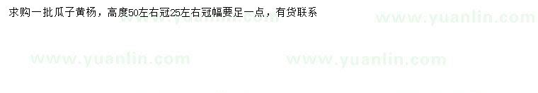 求購高50公分左右瓜子黃楊