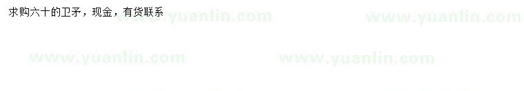 求購(gòu)60公分衛(wèi)矛