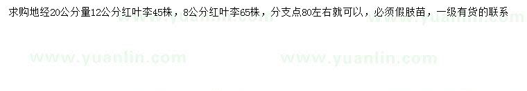 求購(gòu)20公分量8、12公分紅葉李