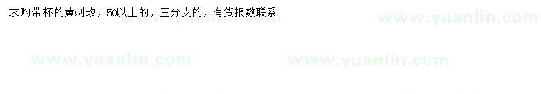 求購50公分以上黃刺玫