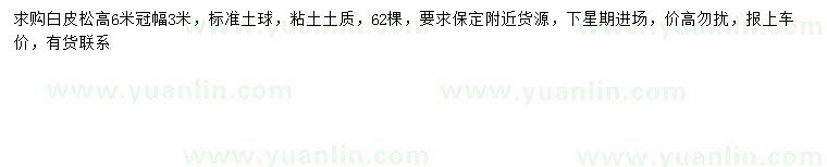 求購高6米白皮松
