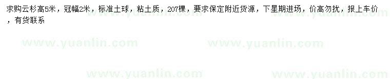 求購高5米云杉