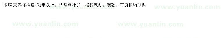 求購(gòu)1米以上栓皮櫟