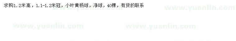 求購(gòu)高1.2米小葉黃楊球