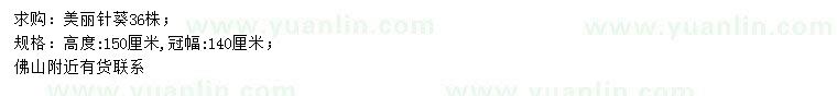 求購(gòu)高150公分美麗針葵