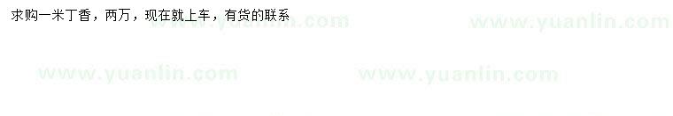 求購(gòu)1米丁香
