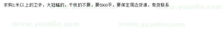 求購(gòu)1米以上衛(wèi)矛