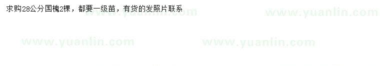 求購28公分國槐