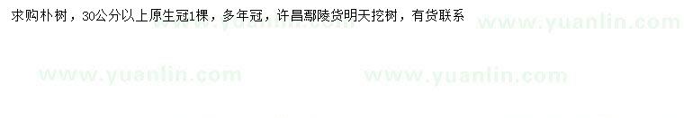求購30公分以上樸樹