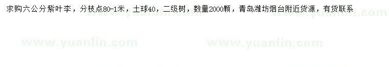 求購6公分紫葉李