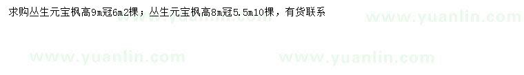 求購(gòu)冠幅5.5、6米叢生元寶楓