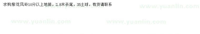 求購10公分以上紫花風(fēng)鈴