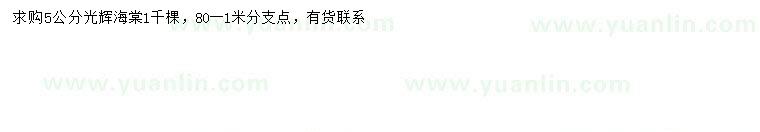 求購5公分光輝海棠