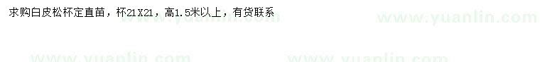 求購高1.5米以上白皮松