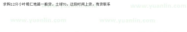 求購12公分小葉欖仁