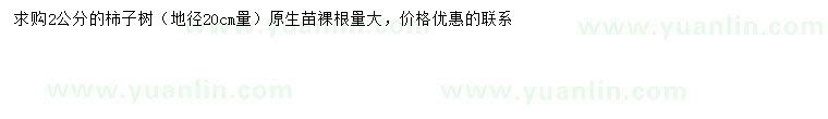 求購20量2公分柿子樹