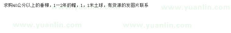 求購40公分以上垂柳