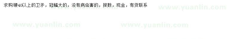 求購(gòu)40公分以上衛(wèi)矛