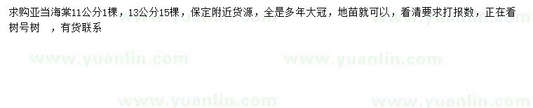 求購11、13公分亞當(dāng)海棠