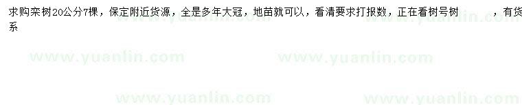求購20公分欒樹