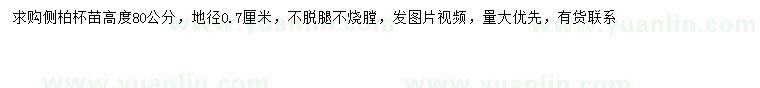 求購高80公分側(cè)柏