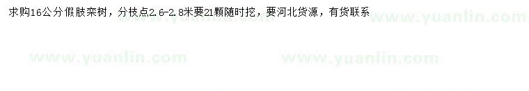 求購16公分欒樹
