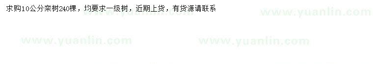 求購10公分欒樹