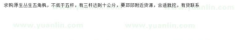 求購五桿以上叢生五角楓