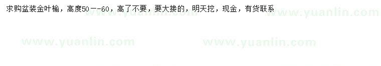 求購(gòu)高50-60公分金葉榆