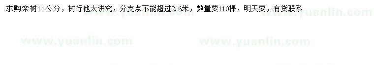 求購11公分欒樹(shù)