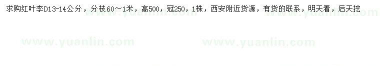 求購(gòu)地徑13-14公分紅葉李