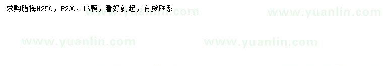 求購(gòu)高250公分臘梅