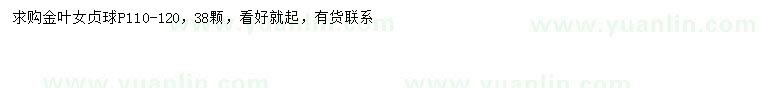 求購冠幅110-120公分金葉女貞球