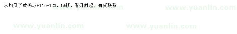 求購(gòu)冠幅110-120公分瓜子黃楊球