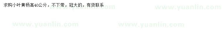 求購高40公分小葉黃楊